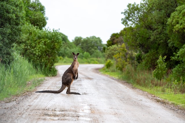 How to avoid hitting kangaroo